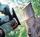 Best Root Management and Removal  in Indianola, WA