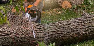 Best Stump Grinding and Removal  in Indianola, WA