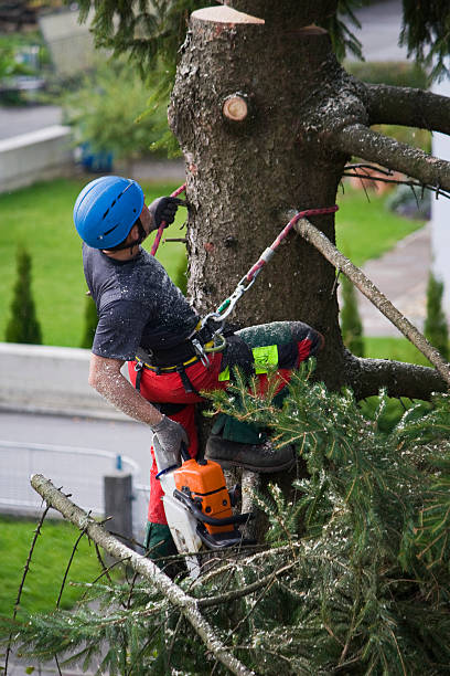 Best Hazardous Tree Removal  in Indianola, WA